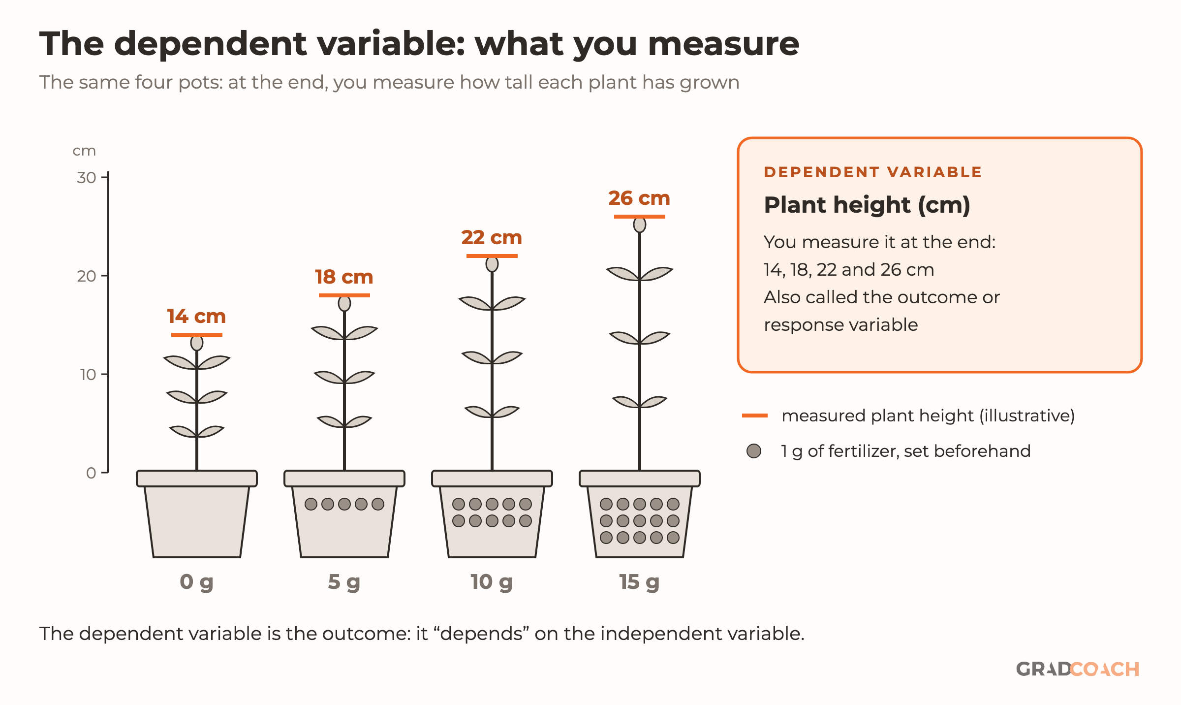The dependent variable in the same experiment: the four pots, given 0, 5, 10 and 15 g of fertilizer (shown in gray), and each plant's measured height marked in orange against a scale from 0 to 30 cm: 14, 18, 22 and 26 cm. A card names the dependent variable as plant height, measured at the end, also called the outcome or response variable. Footer: the dependent variable is the outcome; it depends on the independent variable. The heights are illustrative.