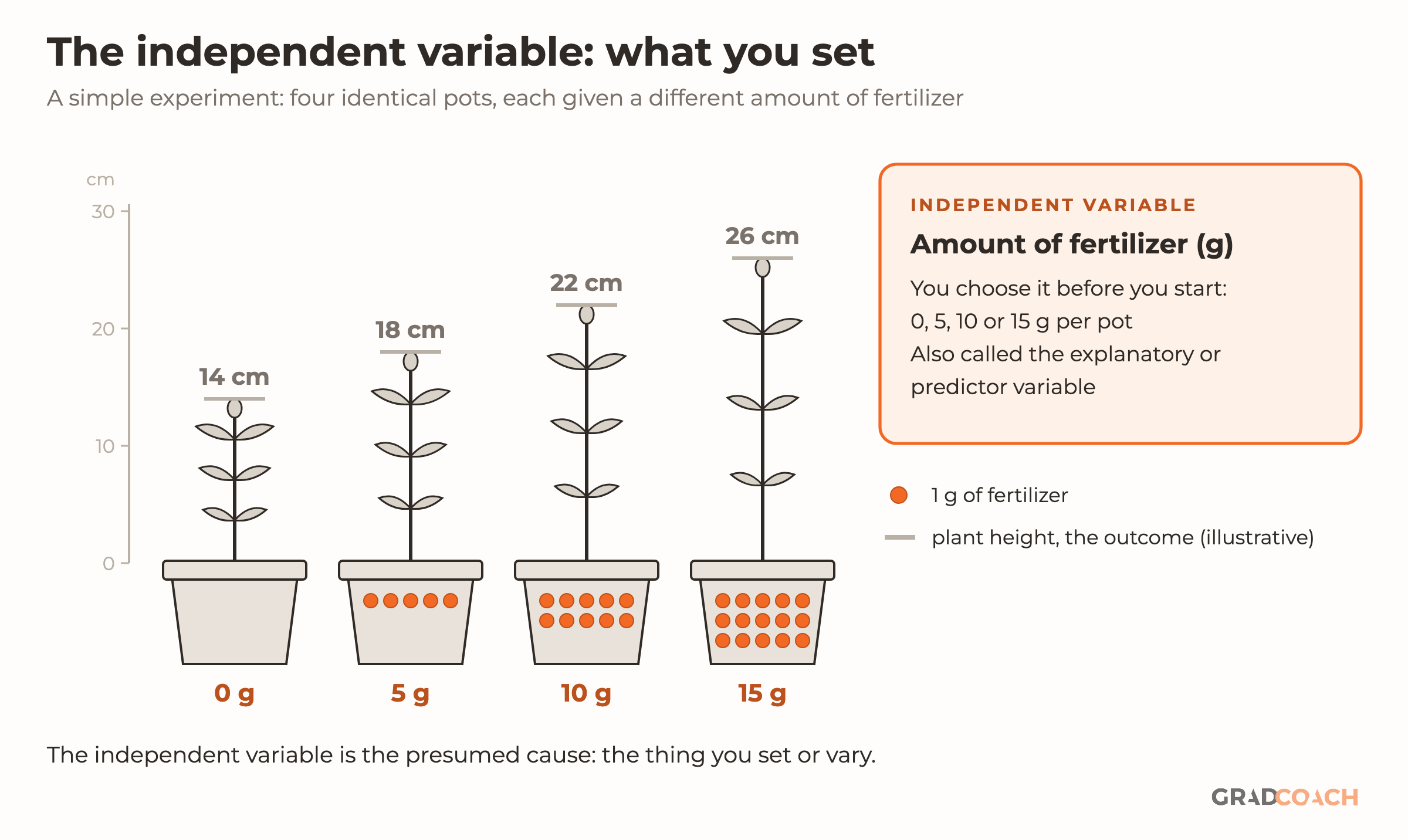 The independent variable in a simple experiment: four identical pots of the same plant, given 0, 5, 10 and 15 g of fertilizer, shown as orange dots, one dot per gram. The researcher chooses these amounts before the experiment starts. The plants' heights, 14, 18, 22 and 26 cm, are shown in gray as the outcome, against a scale from 0 to 30 cm. A card names the independent variable as the amount of fertilizer in grams, also called the explanatory or predictor variable. Footer: the independent variable is the presumed cause, the thing you set or vary. The heights are illustrative.